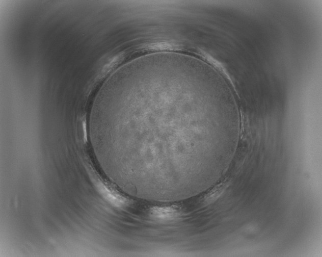 X0000062670061200512211346