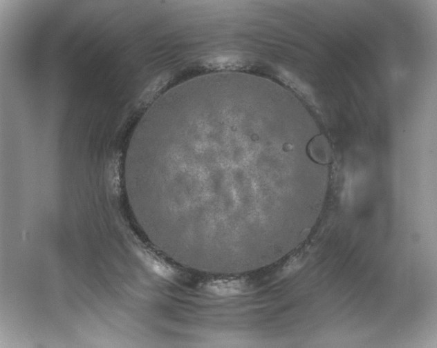 X0000062670065200512211346