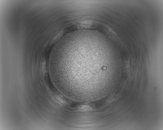 X0000062670224200512211344