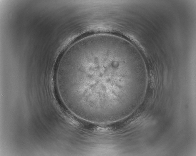 X0000062670487200512211339