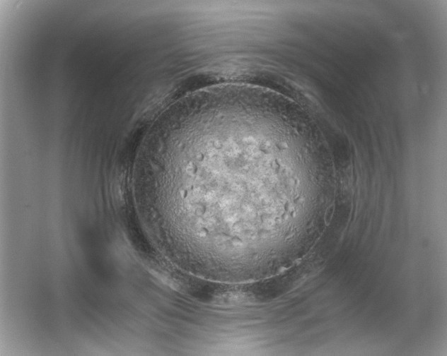 X0000062670503200512211339