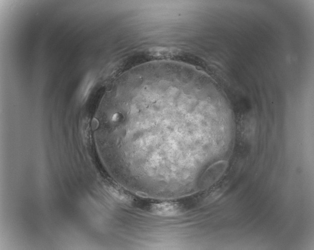 X0000062670511200512211339