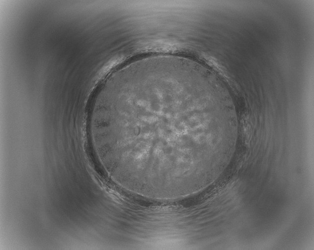 X0000062670679200512211336