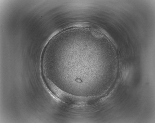 X0000062670853200512211333