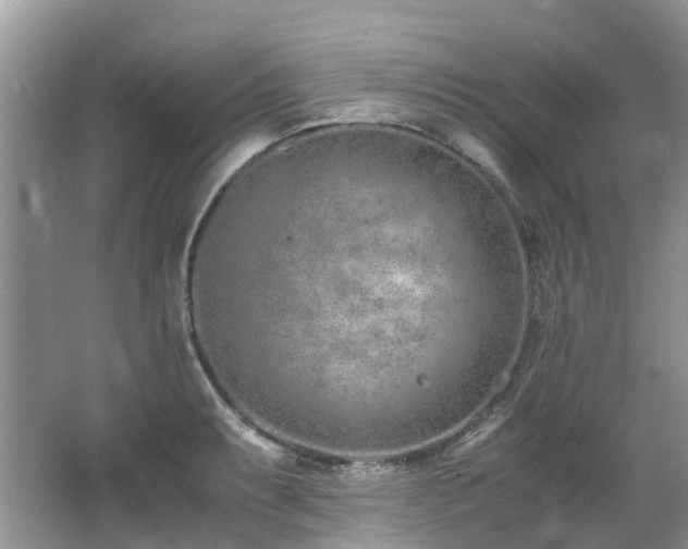 X0000062671087200512211328