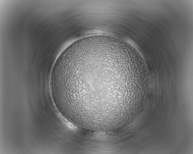 X0000062671098200512211328