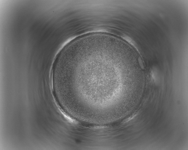 X0000062671127200512211328