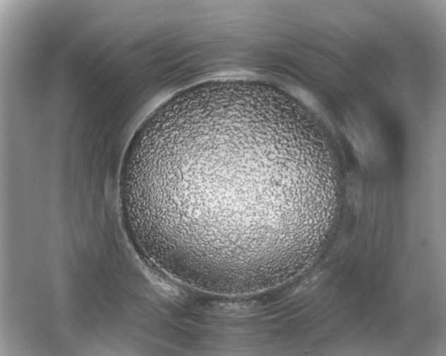 X0000062671229200512211326