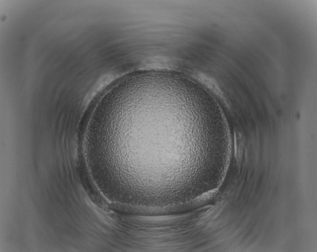 X0000062670204200512230955