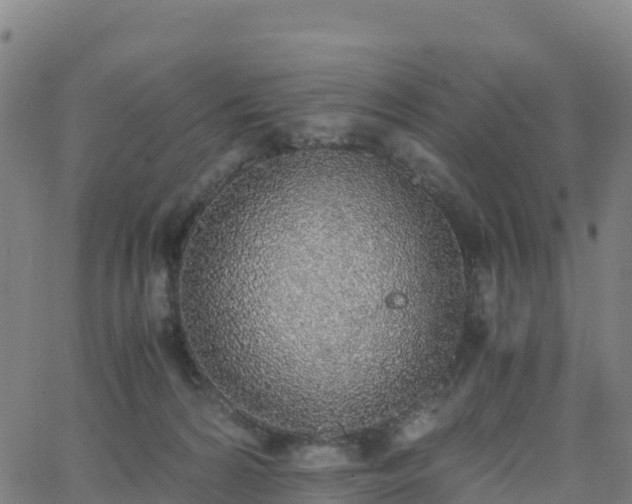 X0000062670224200512230955