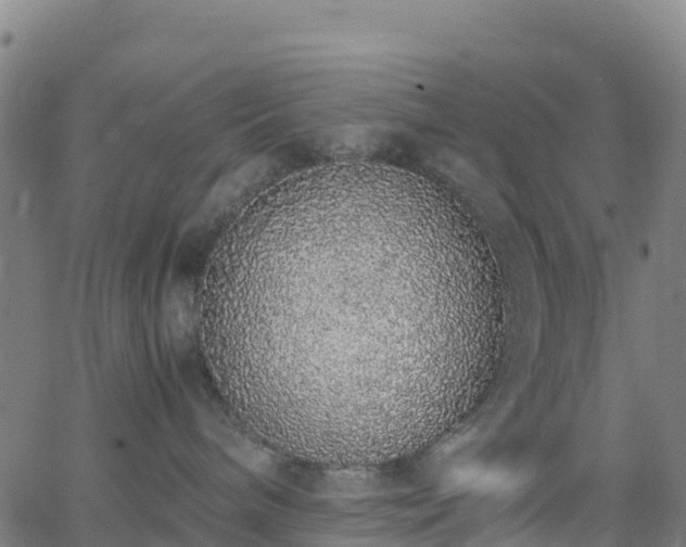 X0000062670240200512230954