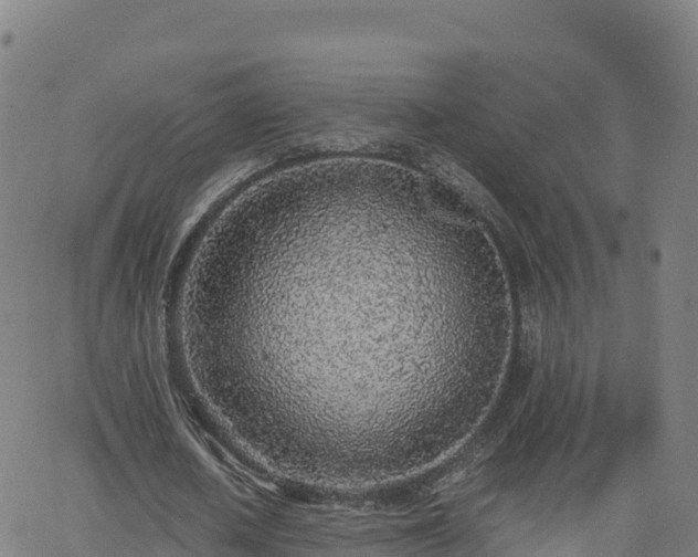 X0000062670626200512230947