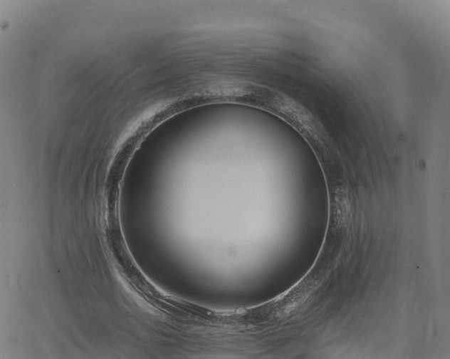 X0000062670726200512230946