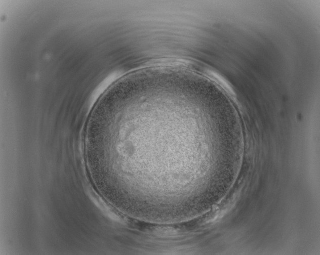 X0000062670907200512230943