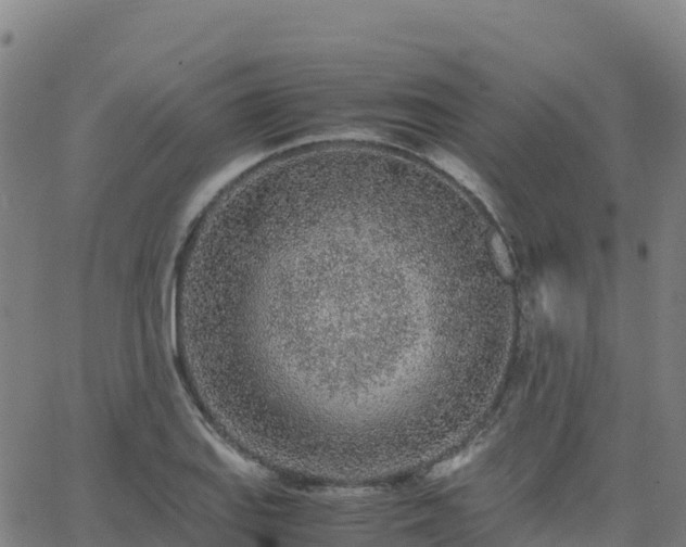 X0000062671127200512230940