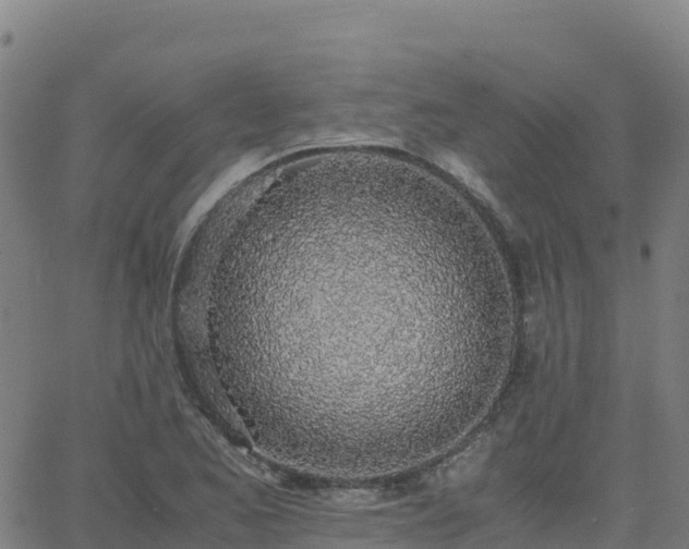 X0000062671173200512230939