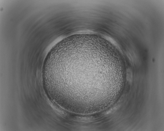 X0000062671229200512230938