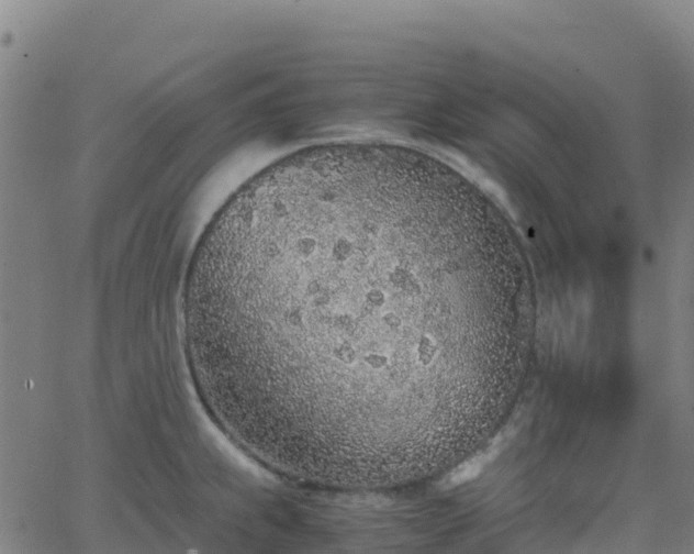 X0000062671239200512230938