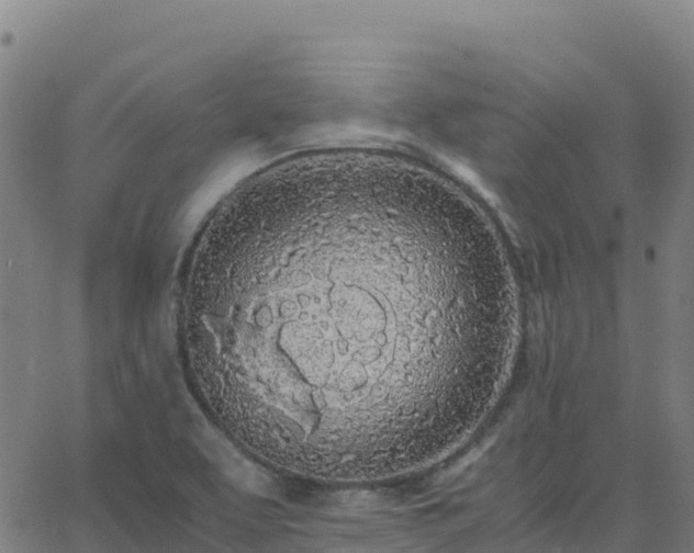 X0000062671463200512230934