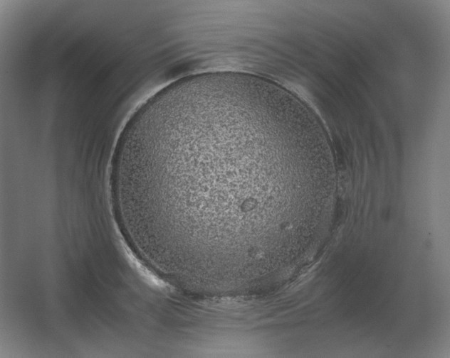 X0000062670995200512281734