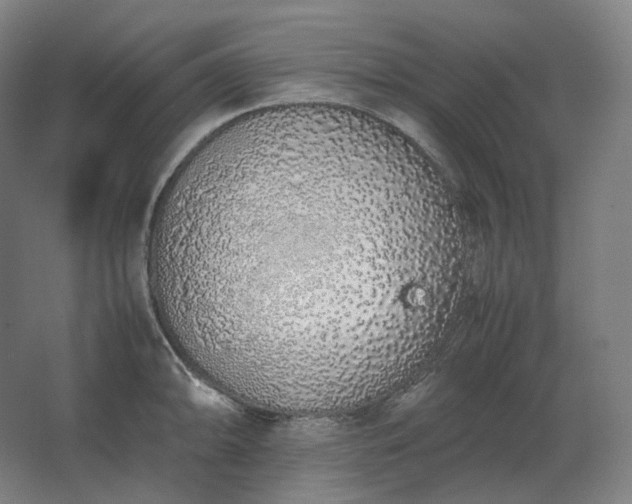 X0000062671094200512281732