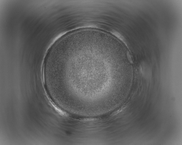 X0000062671127200512281732