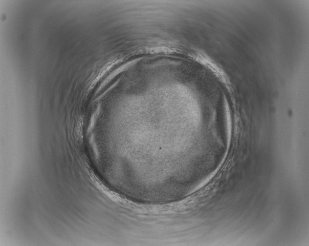 X0000062670009200601041021