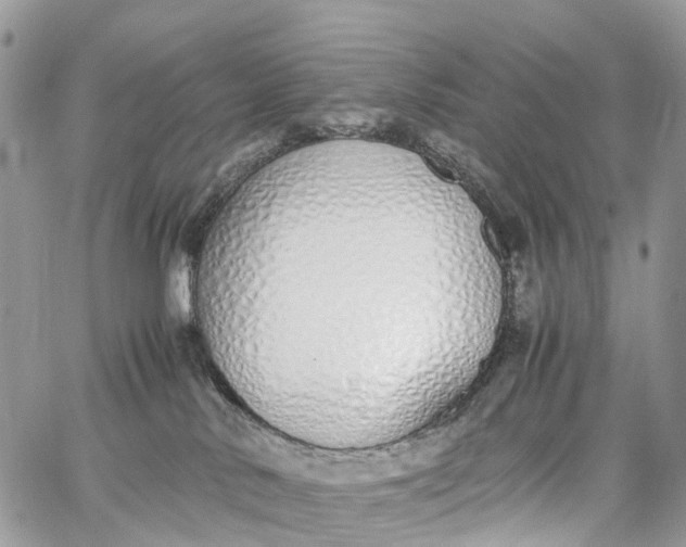 X0000062670042200601041021