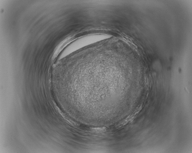 X0000062670053200601041020