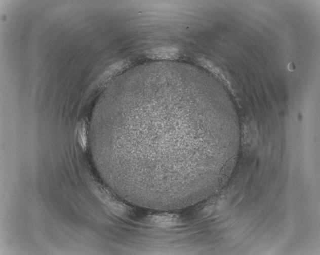 X0000062670069200601041020