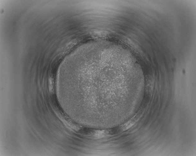 X0000062670130200601041019