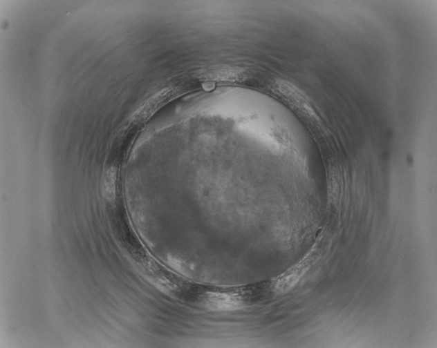 X0000062670167200601041019