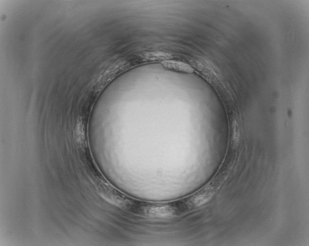 X0000062670173200601041019