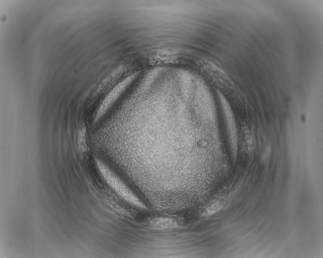 X0000062670224200601041018