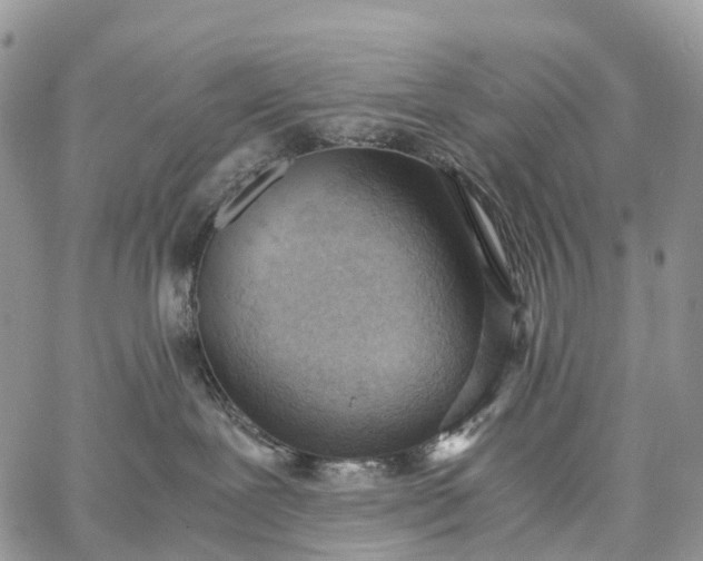 X0000062670239200601041018