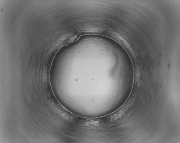 X0000062670257200601041017