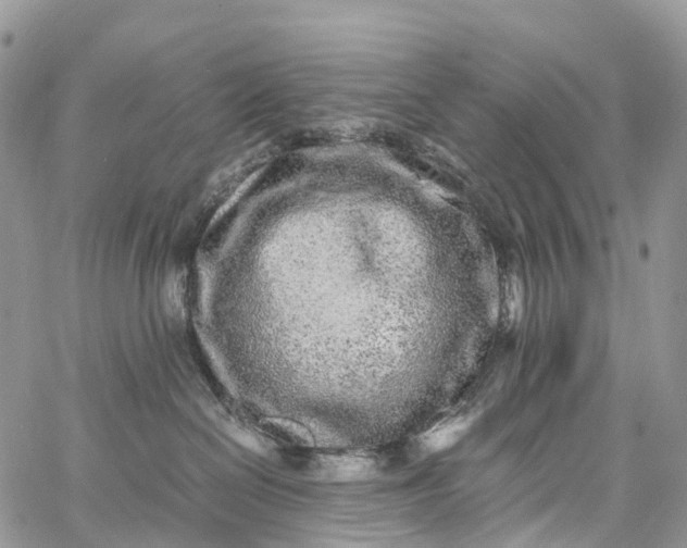 X0000062670286200601041017