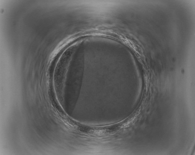 X0000062670295200601041017