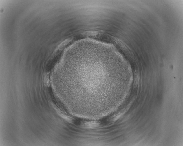 X0000062670383200601041016