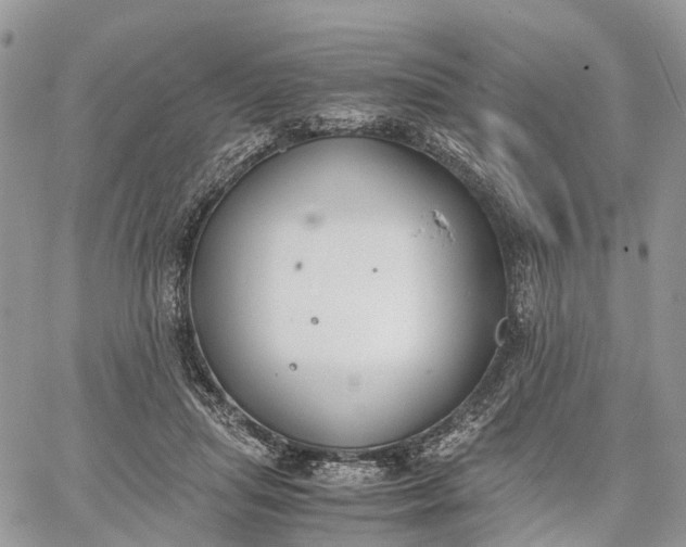 X0000062670455200601041014