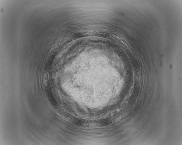 X0000062670503200601041013