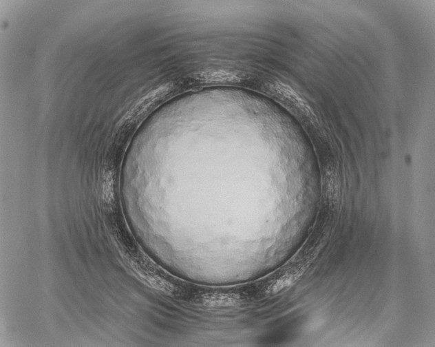 X0000062670549200601041012