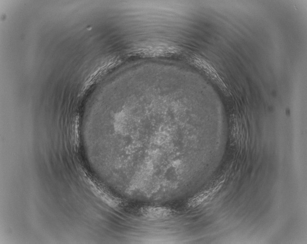 X0000062670590200601041012