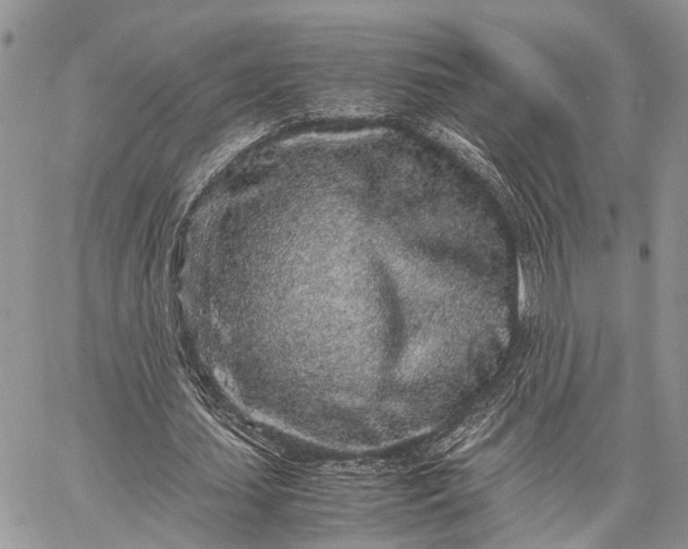 X0000062670627200601041010