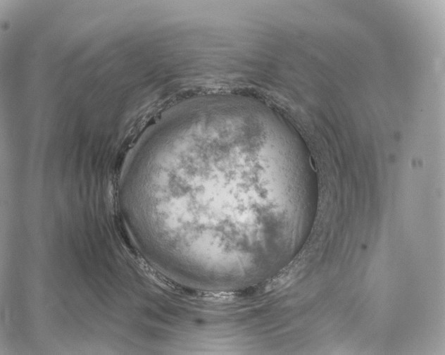 X0000062670720200601041009