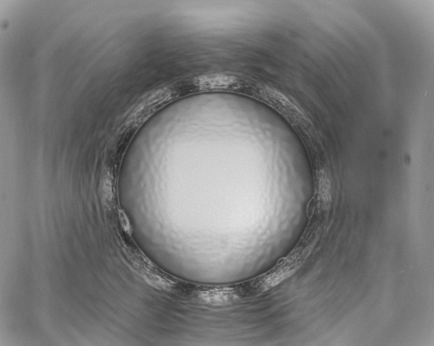 X0000062670761200601041009