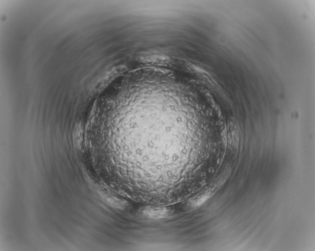 X0000062670767200601041009