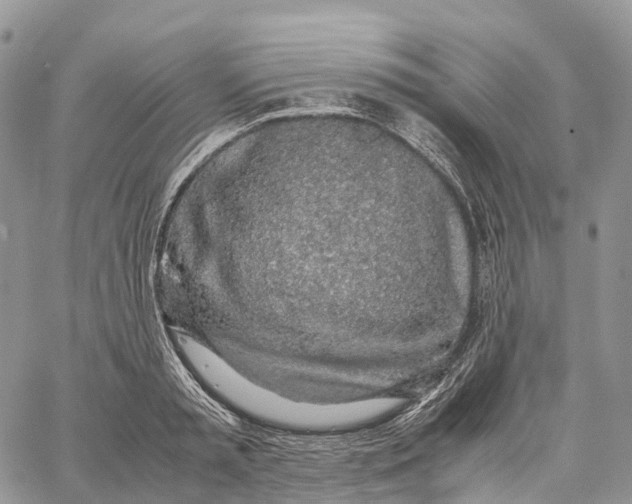 X0000062670797200601041008