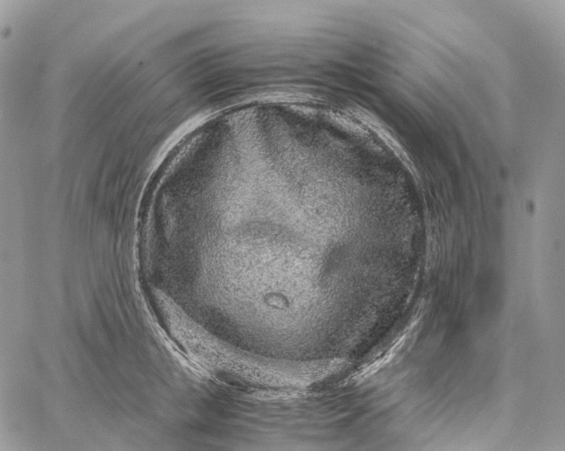 X0000062670853200601041008