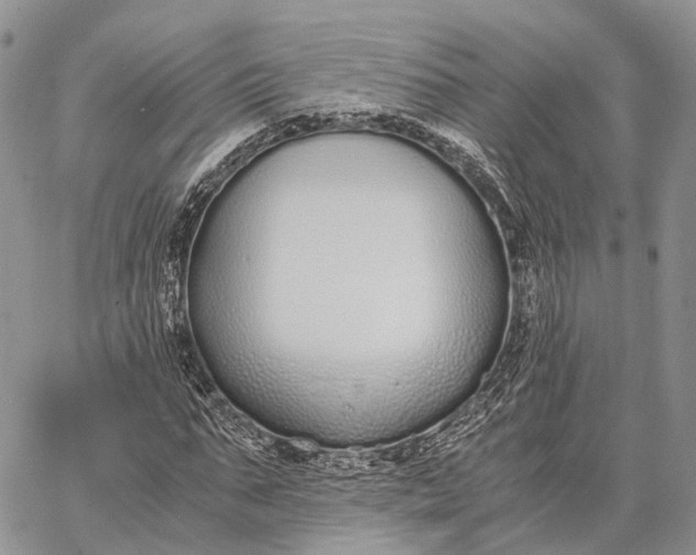 X0000062670871200601041007